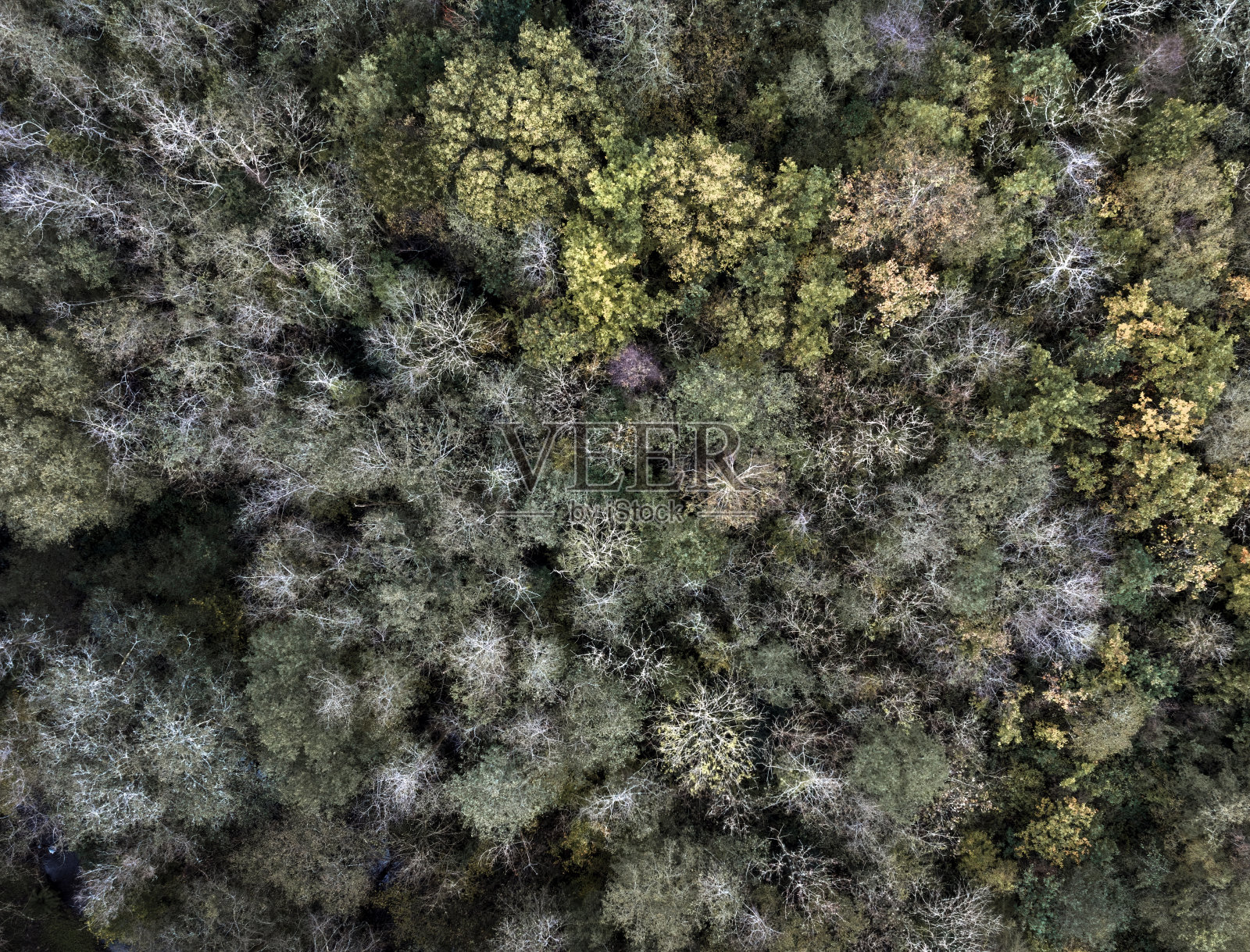 秋天的树梢照片摄影图片