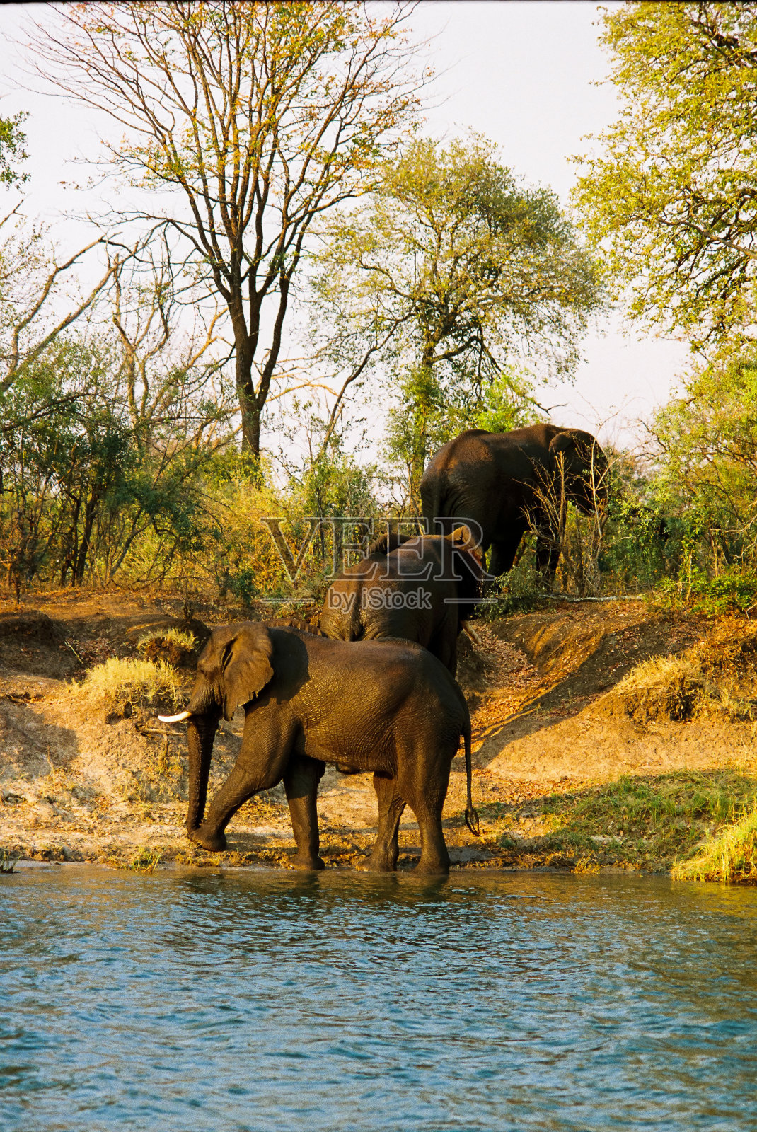 近距离拍摄三只大象走出赞比西河照片摄影图片