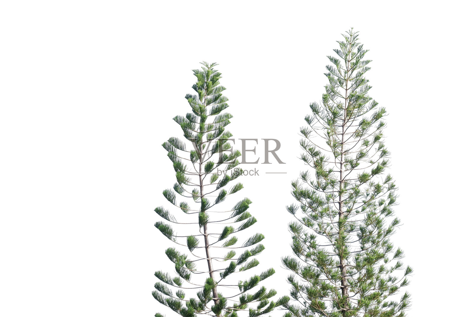 松树的叶子和树枝在白色孤立的背景照片摄影图片