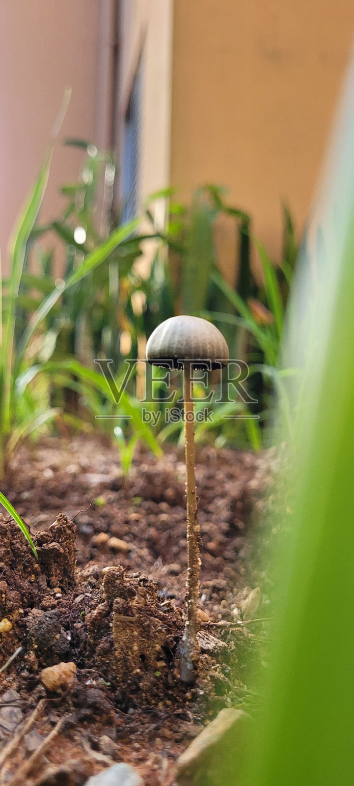 在落叶上发现生长的蘑菇照片摄影图片