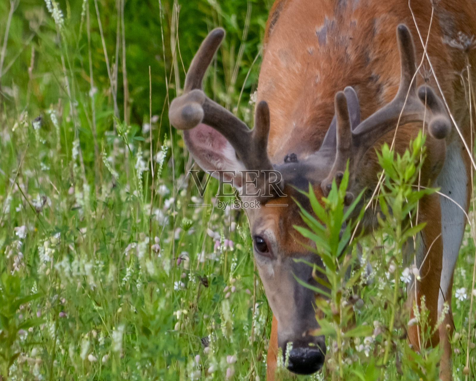 鹿照片摄影图片