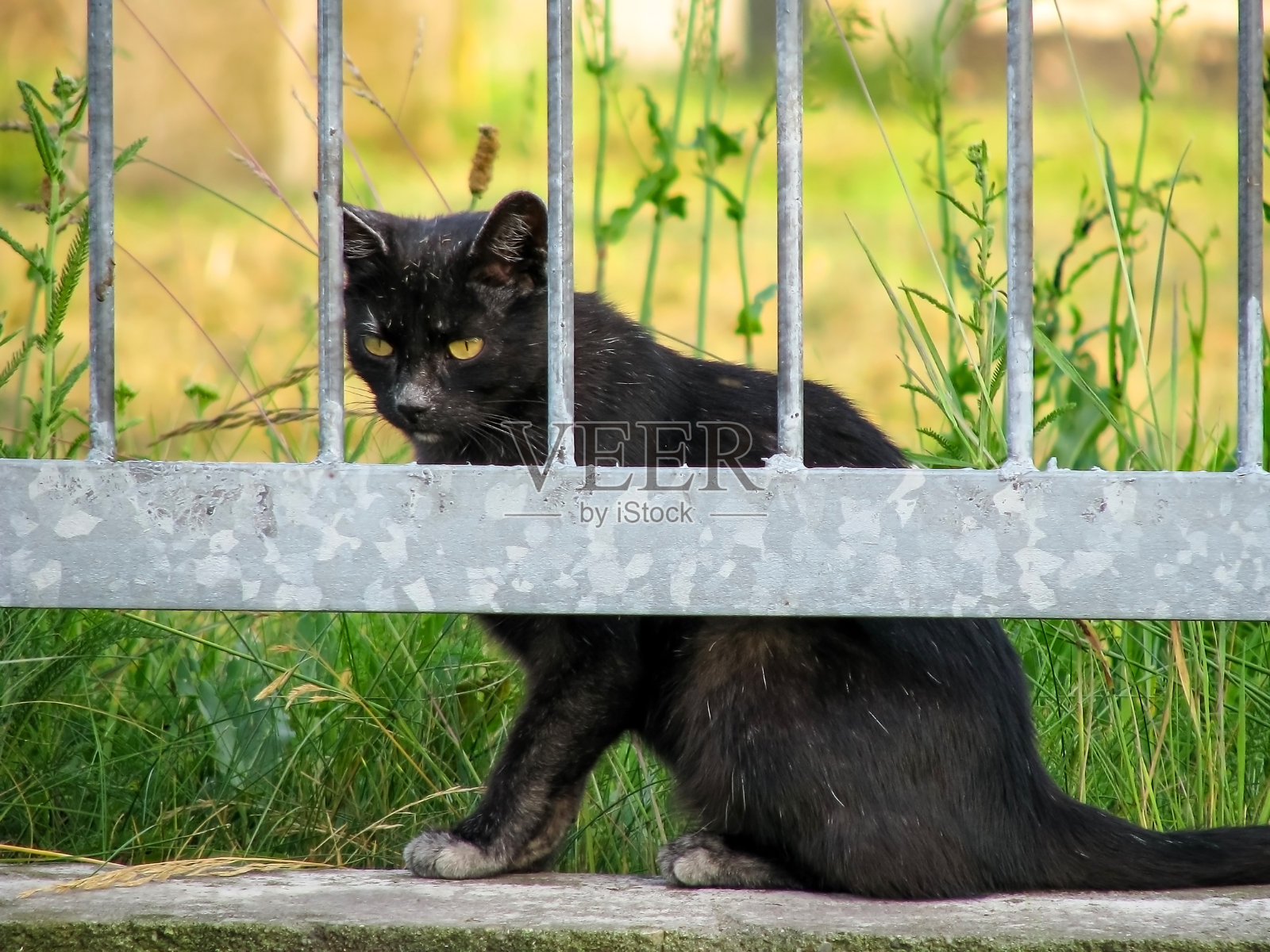 猫的眼睛。照片摄影图片