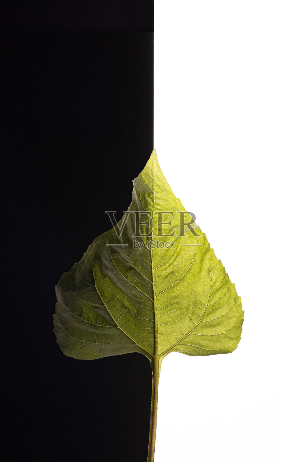 彩色树叶黑白背景照片摄影图片