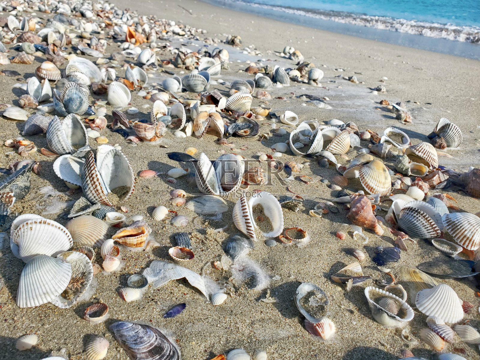 岸上的贝壳照片摄影图片