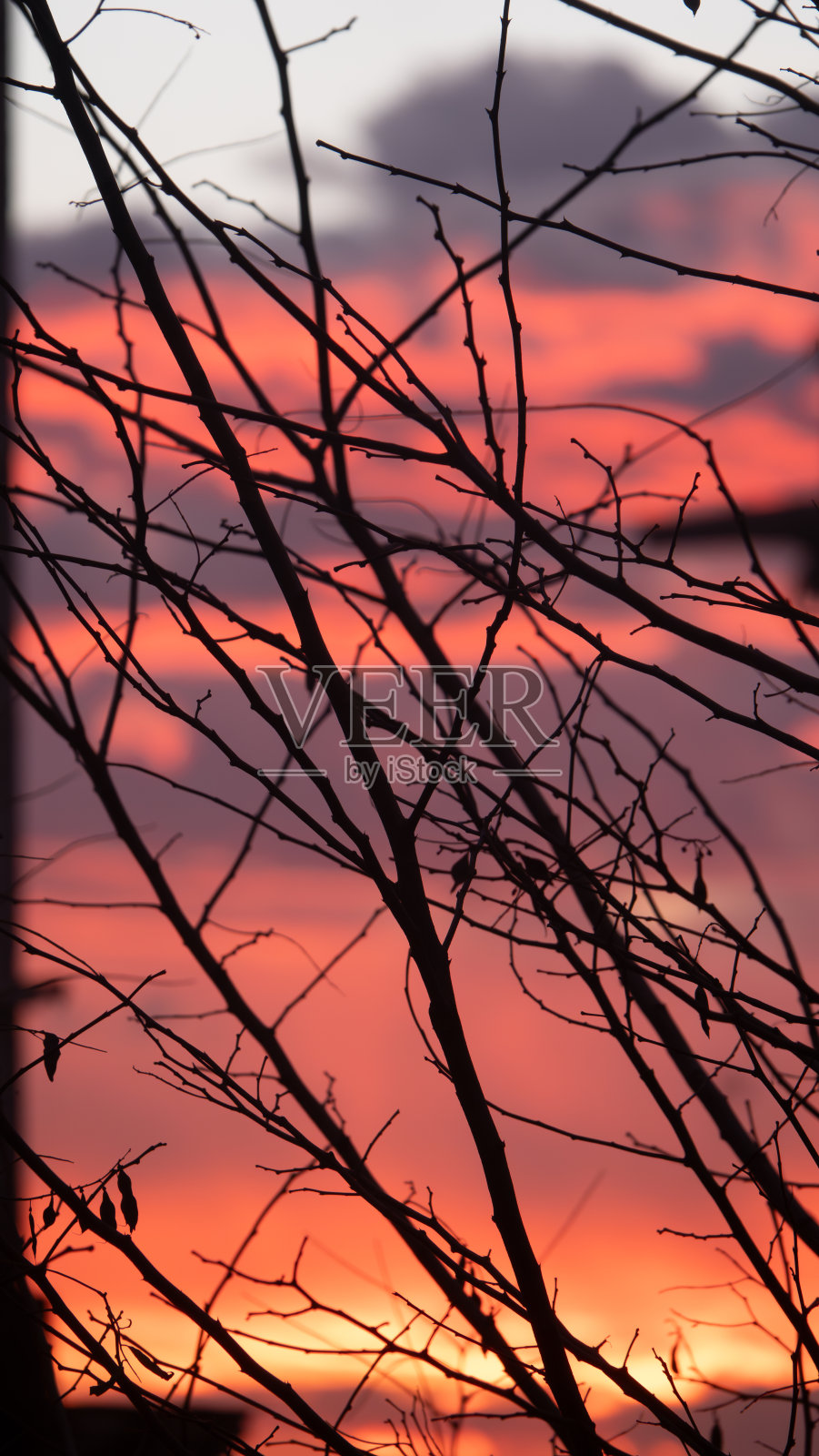 夕阳下的树枝剪影，红彤彤的天空和云彩照片摄影图片