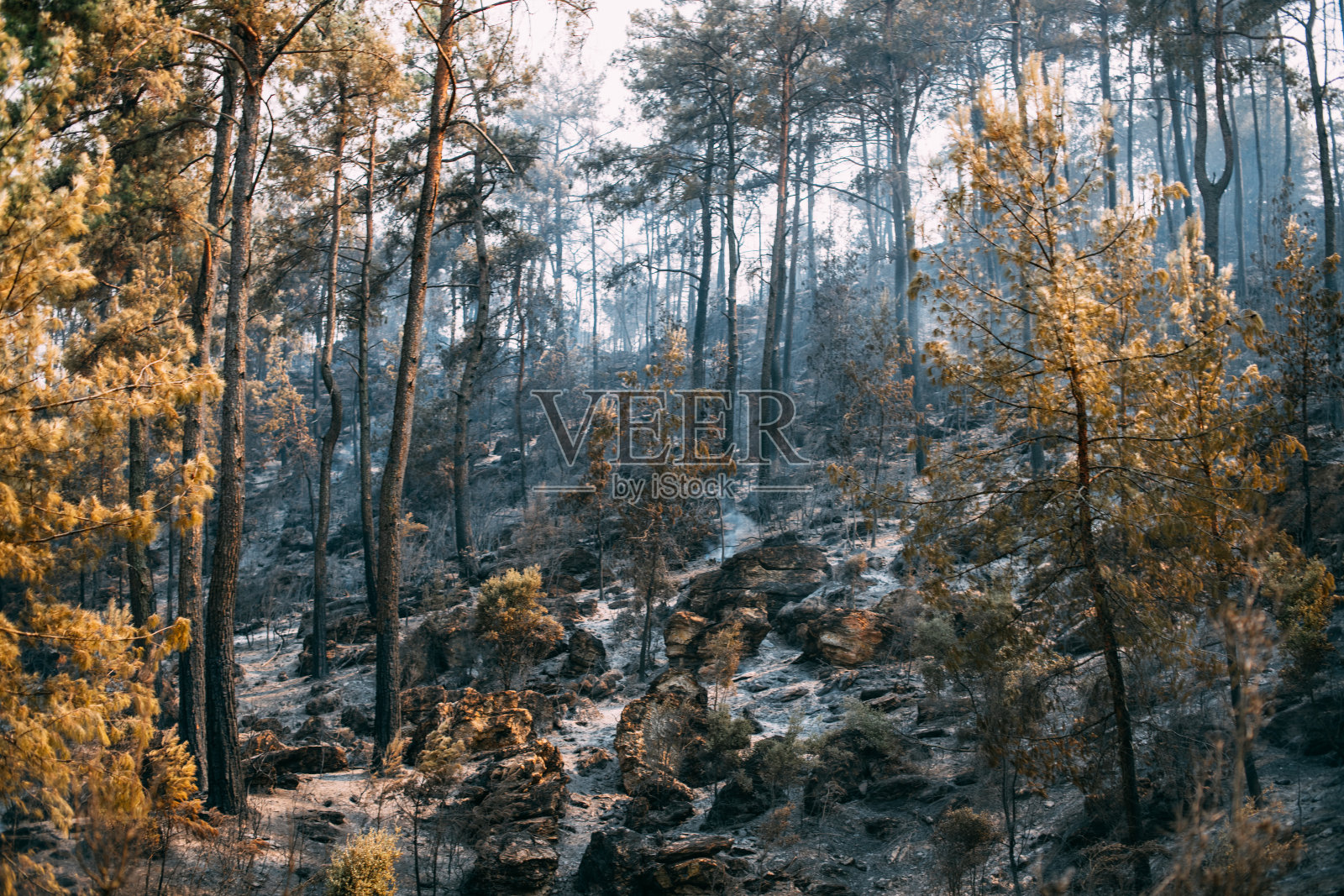 野火后的松林照片摄影图片