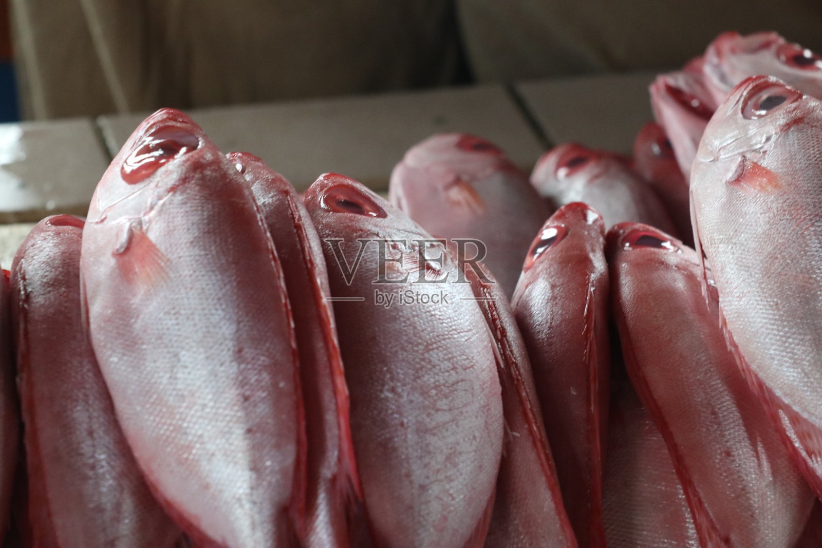 沙巴渔市的新渔获展示照片摄影图片