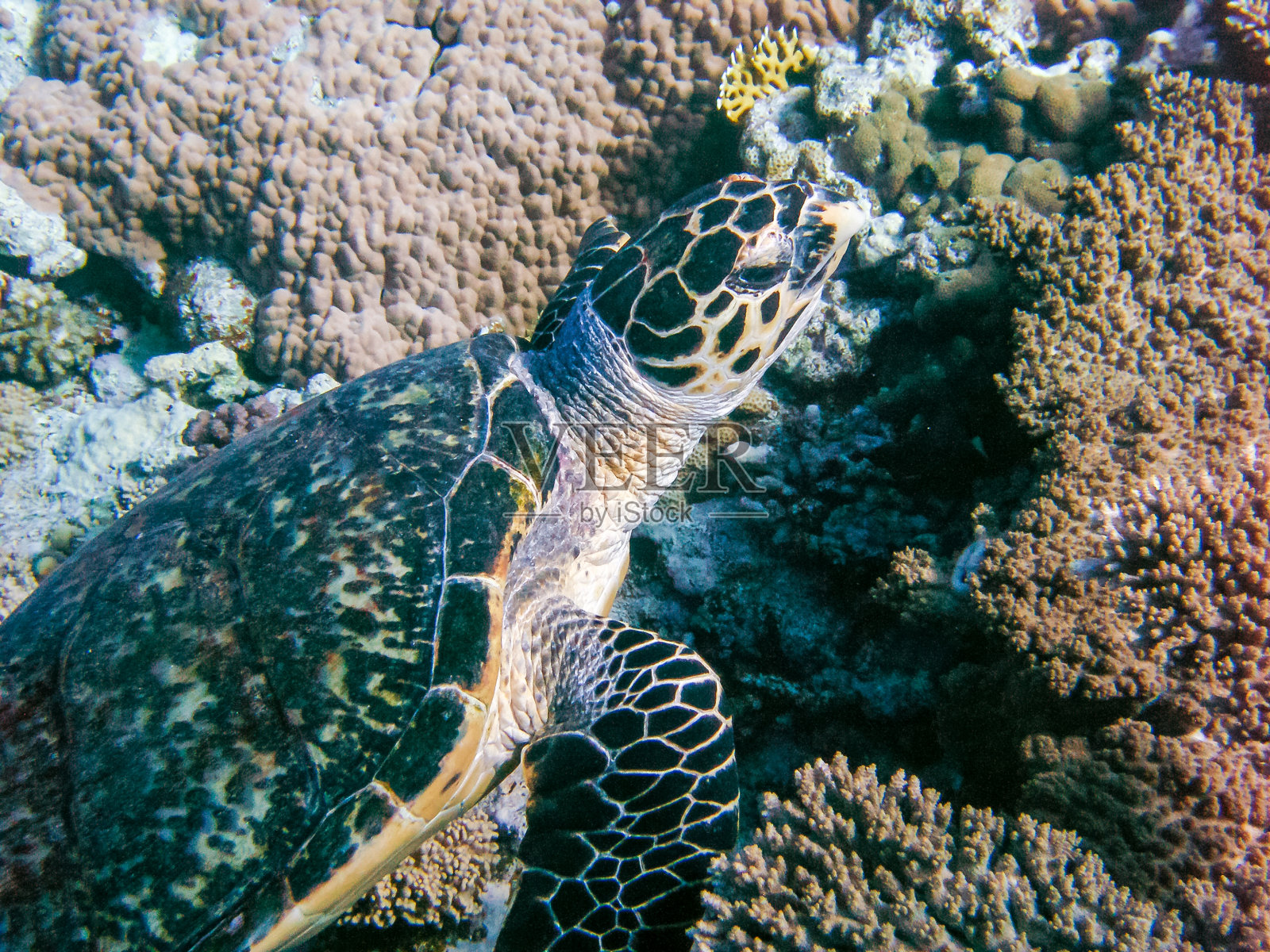 在红海埃尔芬斯通礁上吃软珊瑚的玳瑁照片摄影图片