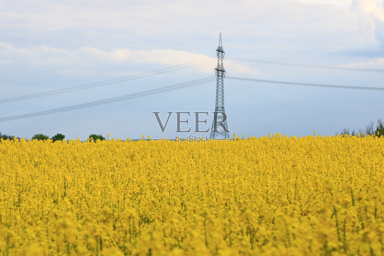 德国萨克森州春天的黄色油菜地景观照片摄影图片