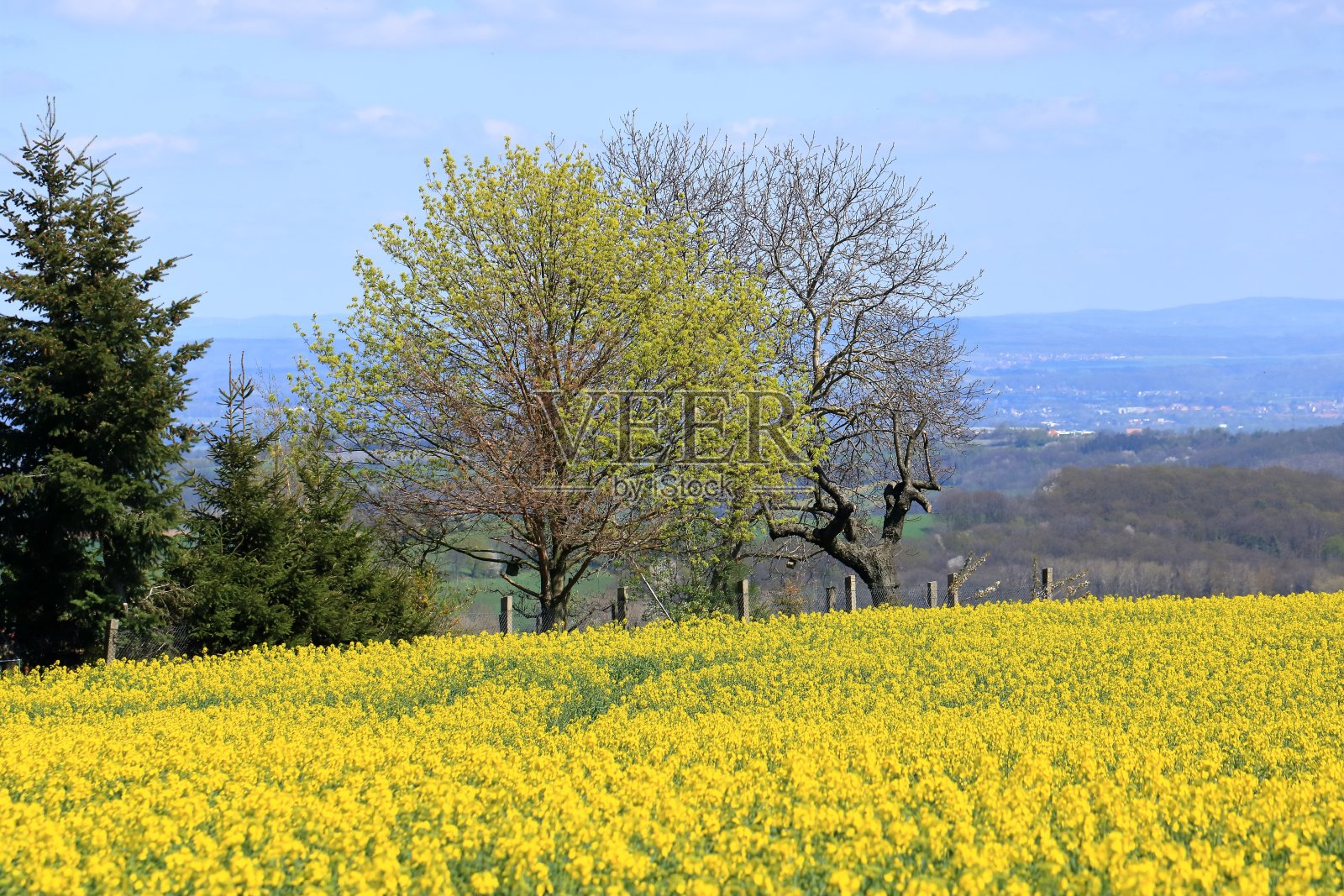 德国萨克森州春天的黄色油菜地景观照片摄影图片