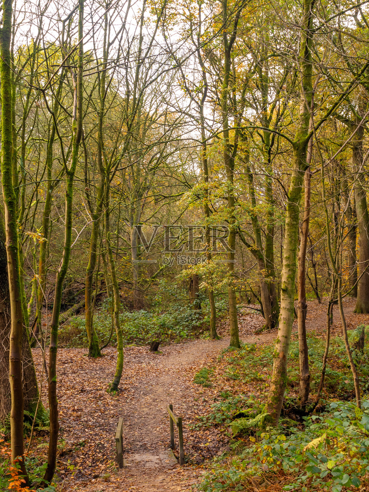 在英国柴郡马布里国家公园，树上的秋天色彩令人惊叹照片摄影图片