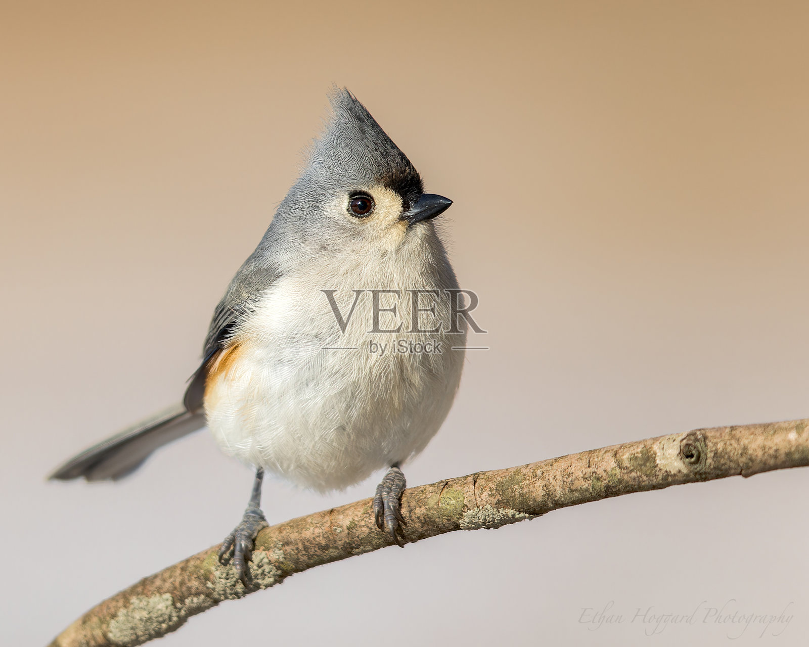 可爱的绒毛山雀坐在树枝上照片摄影图片