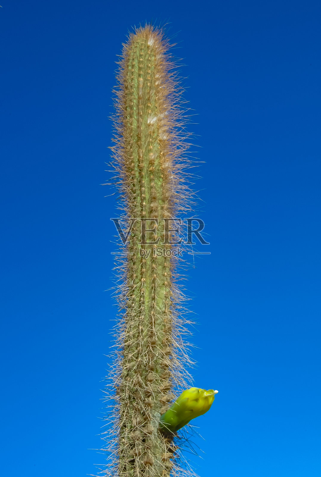 埃及洪加达酒店花园内的丝苇照片摄影图片