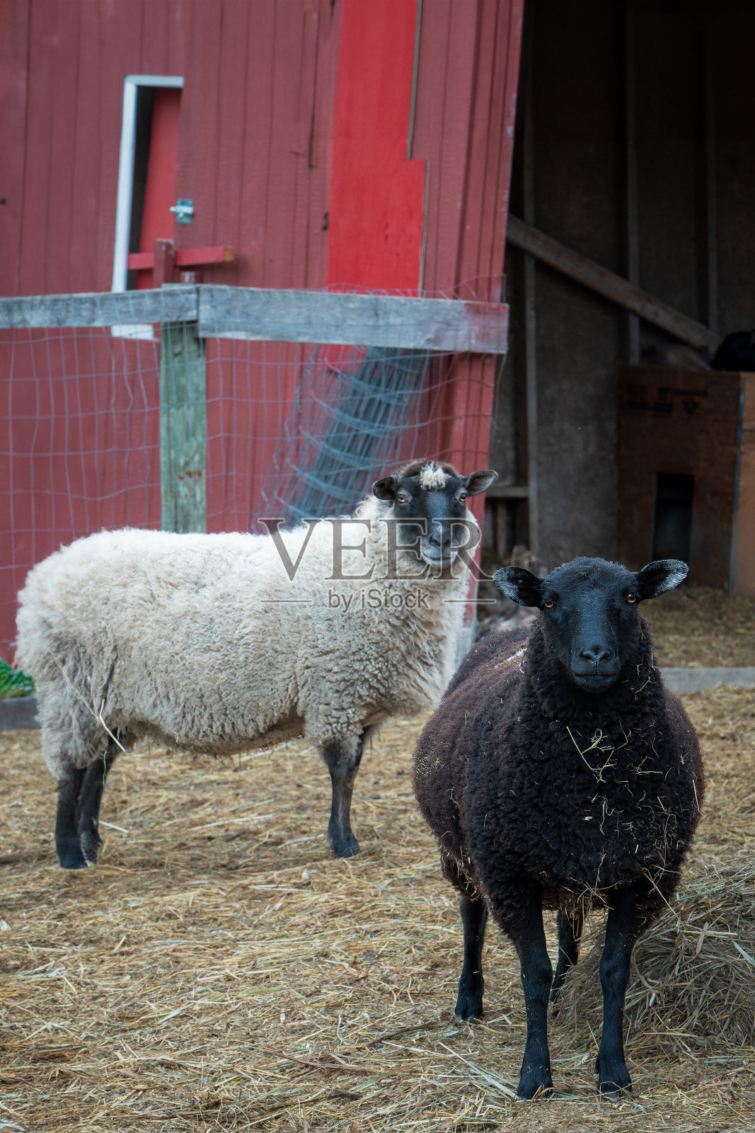 两只羊在谷仓门口照片摄影图片