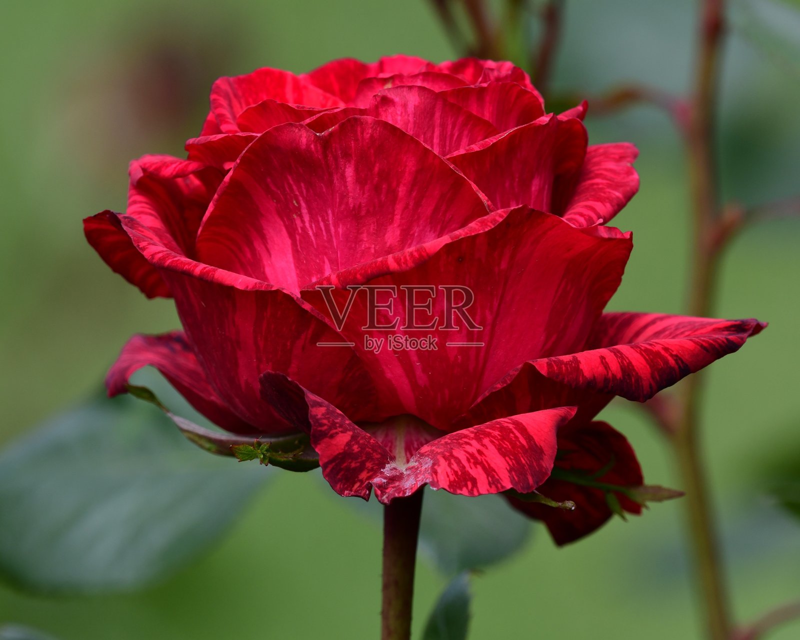 红玫瑰照片摄影图片