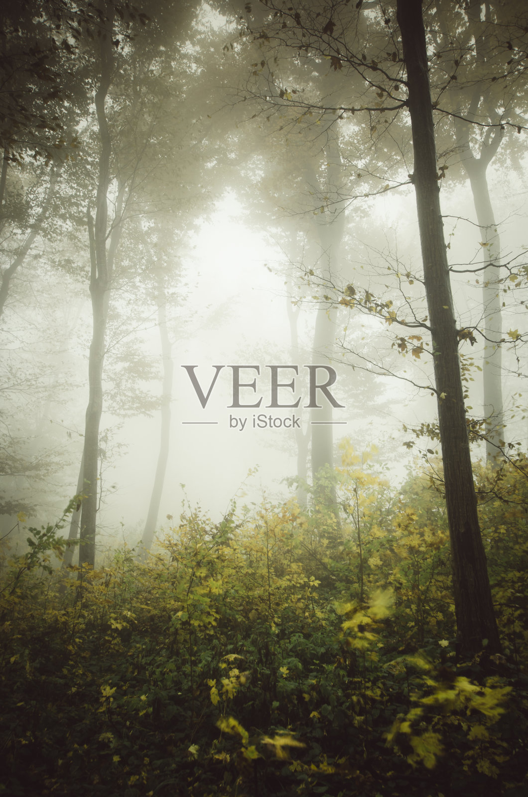 幻想秋天的森林景观照片摄影图片