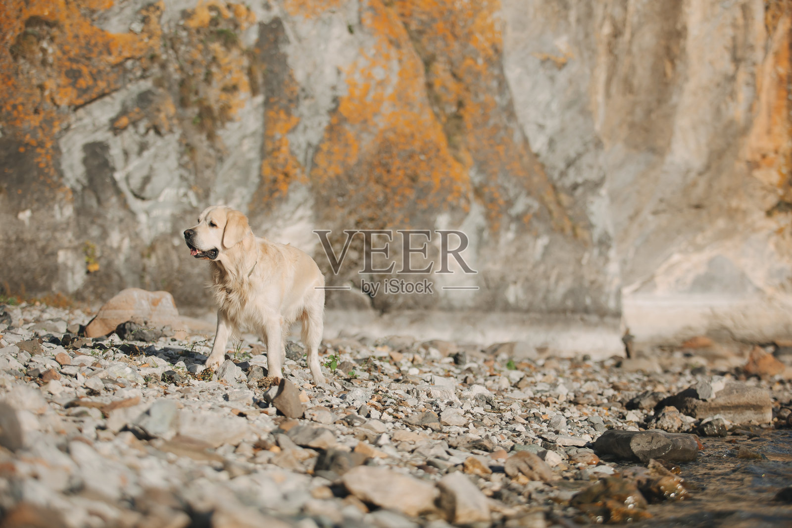 金毛猎犬在山间的海边散步照片摄影图片