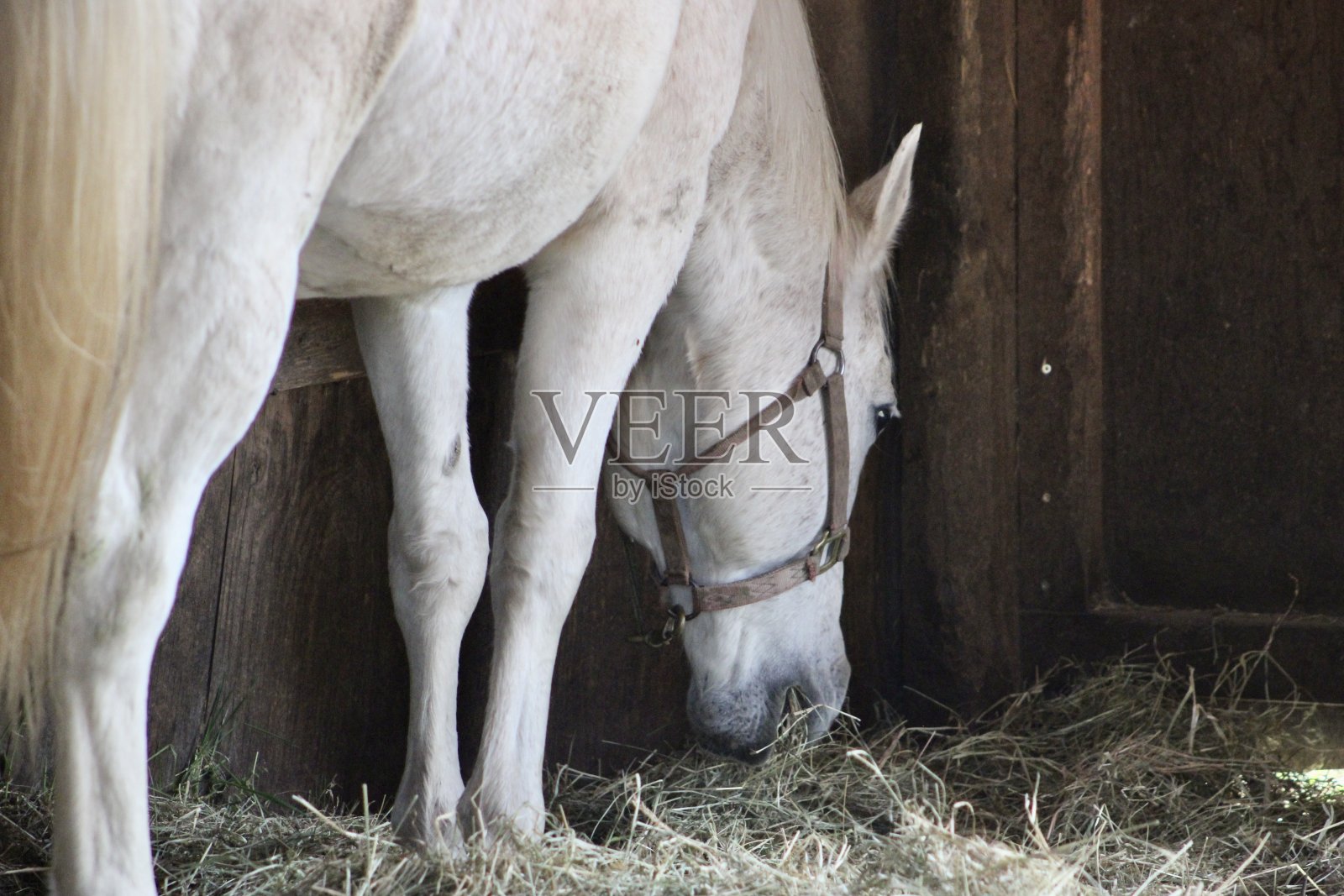 白马照片摄影图片