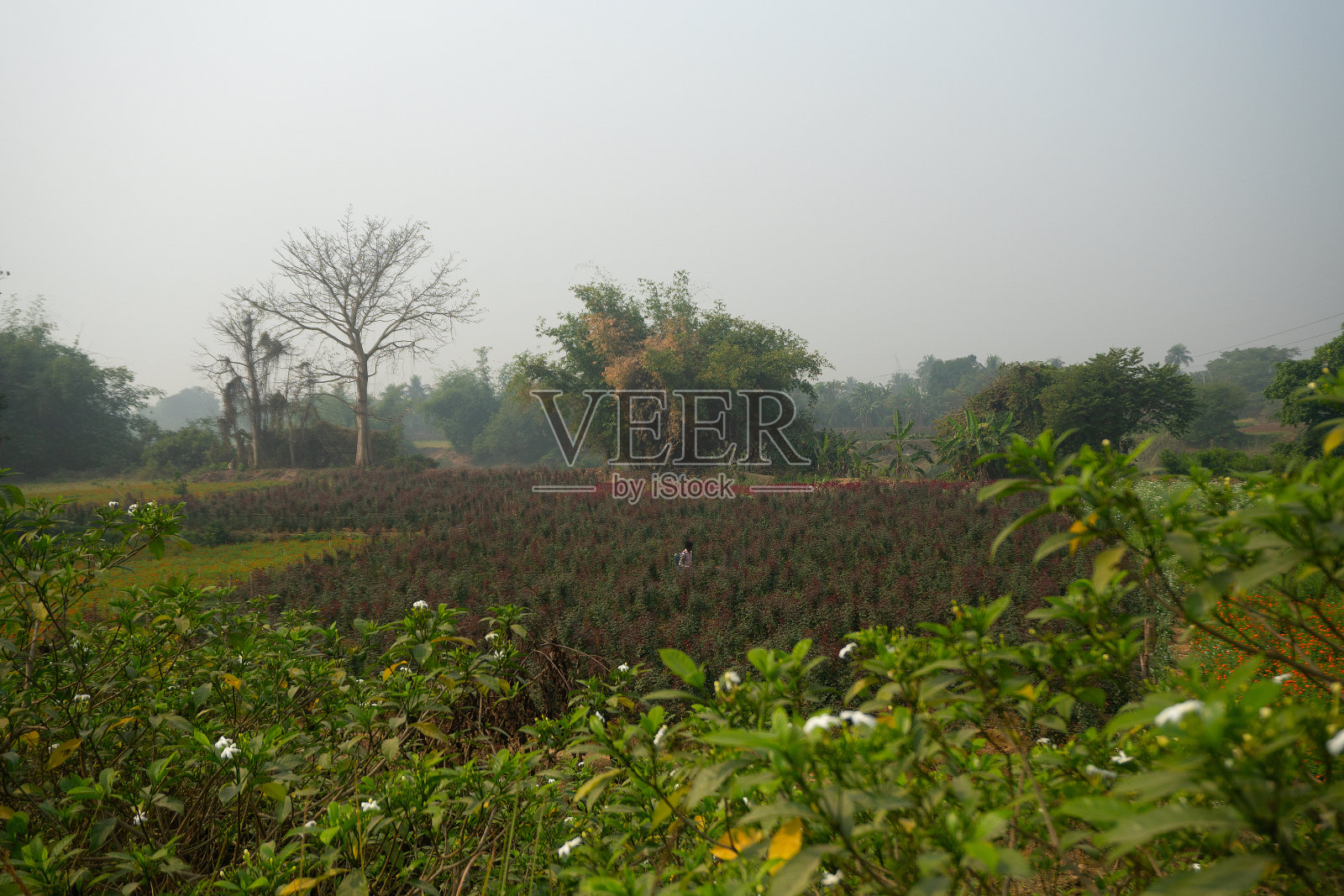 农民在花谷给月季喷洒农药。月季，俗称中国月季、月季或孟加拉月季。照片摄影图片