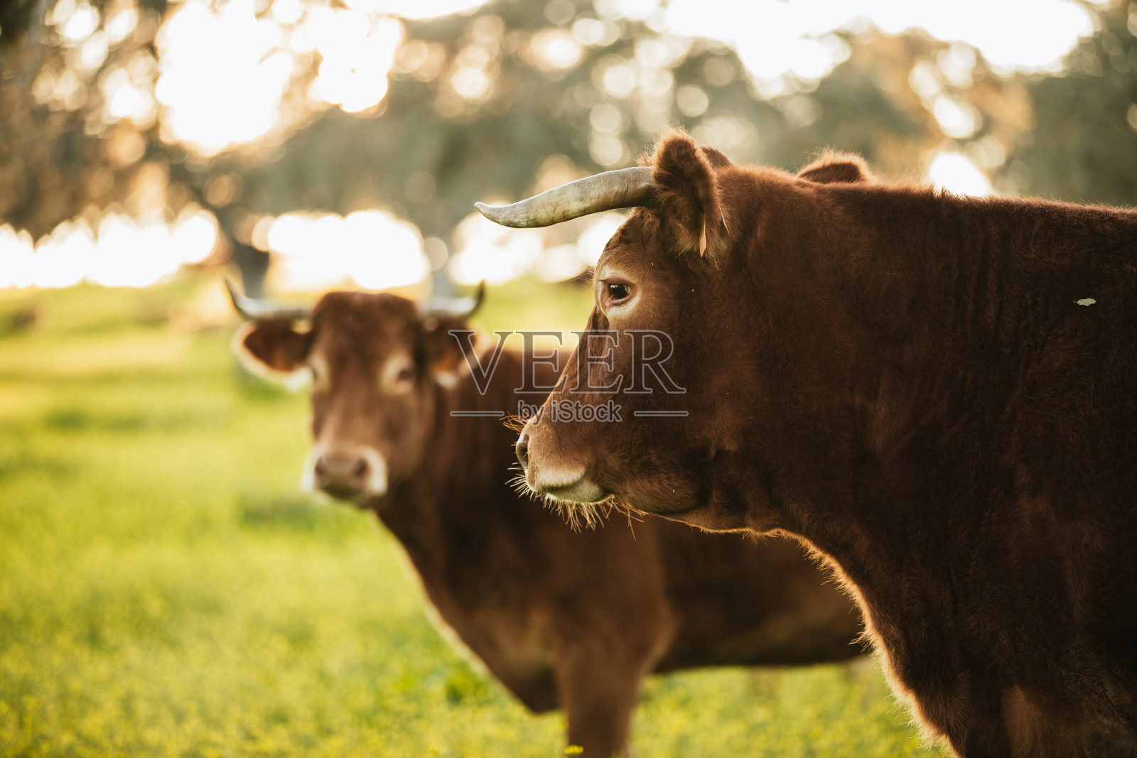 棕色的奶牛在美丽的草地上吃草照片摄影图片
