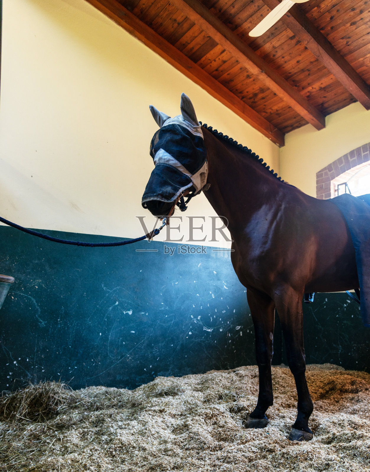 马厩里的马照片摄影图片