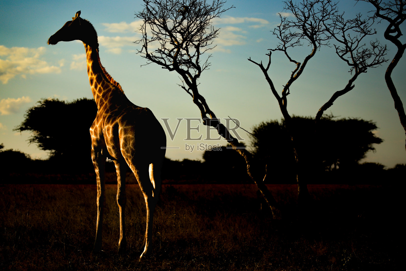 纳米比亚不同的地方照片摄影图片