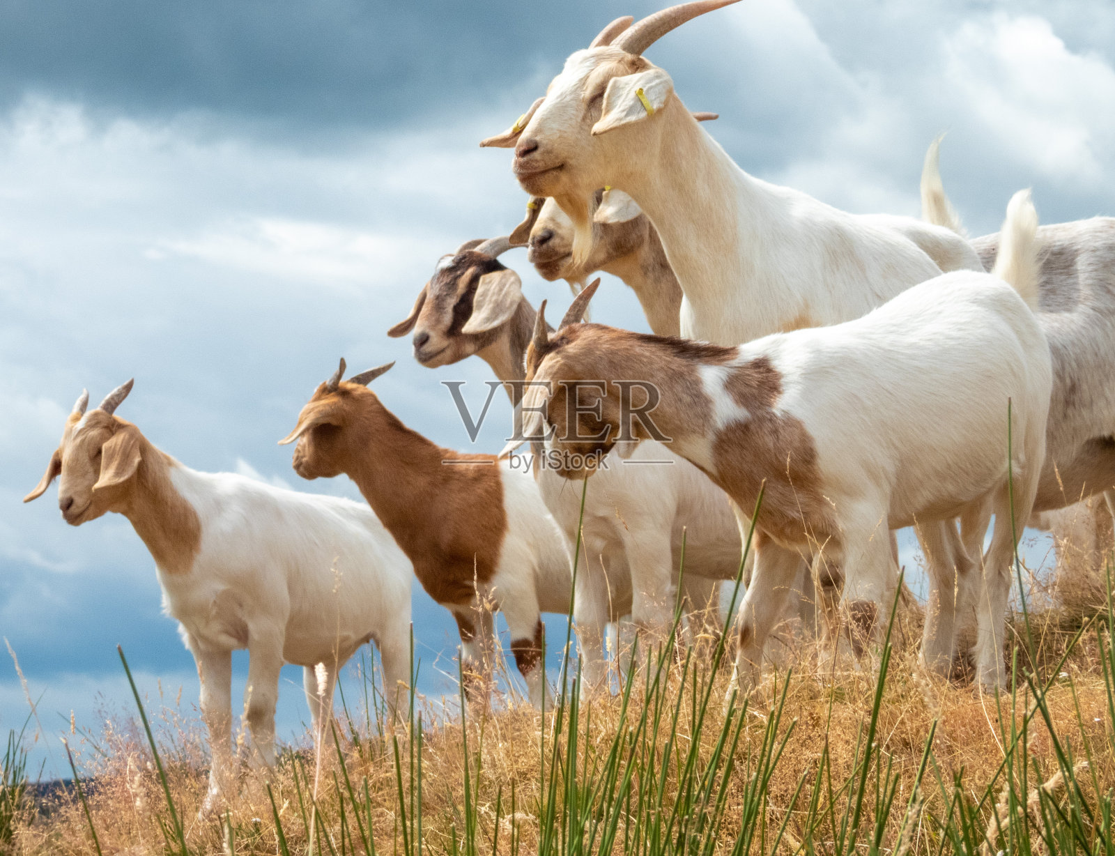 加洛韦山羊站在长满草的山坡上照片摄影图片