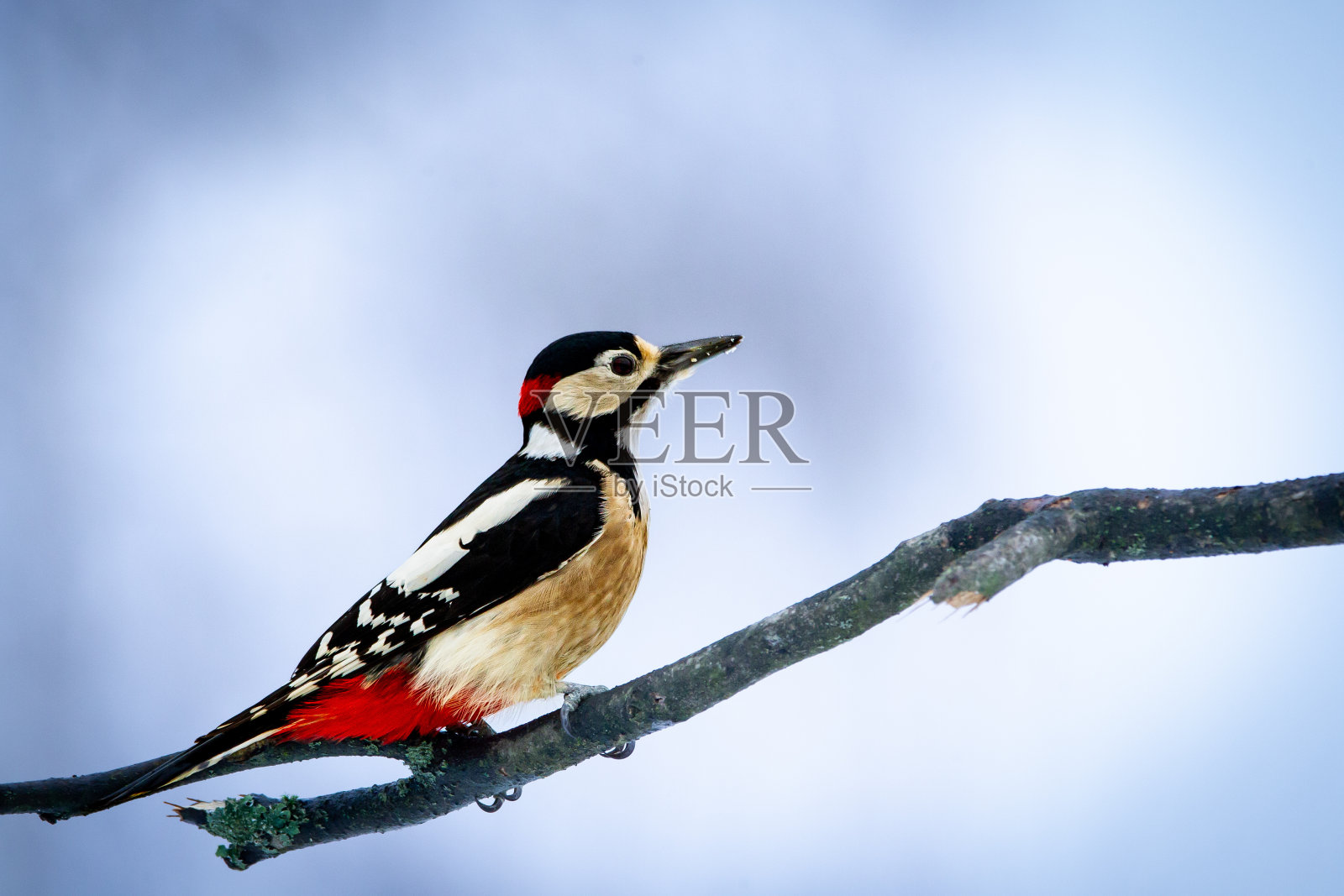 发现啄木鸟照片摄影图片