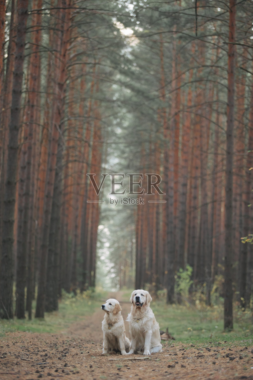 金毛猎犬在松林里散步照片摄影图片