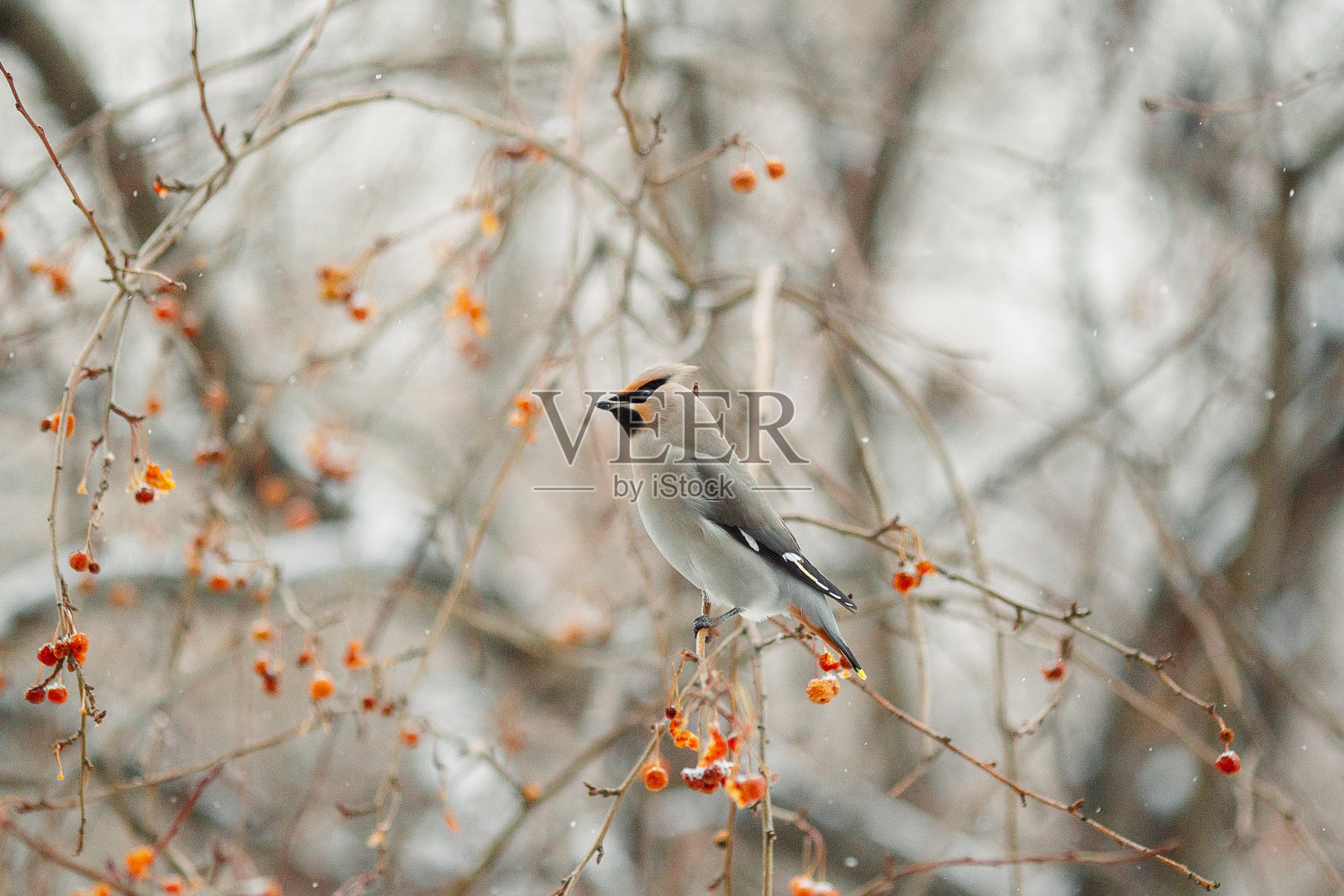 冬天，一只鸟停在苹果树枝上照片摄影图片
