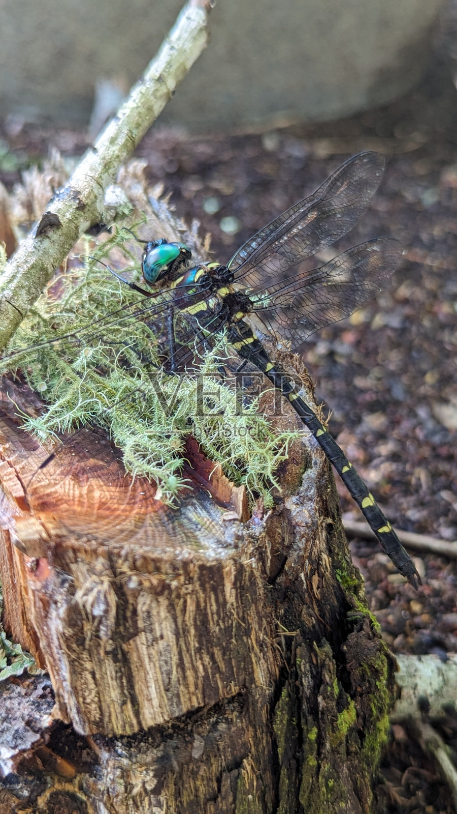蜻蜓在长满苔藓的树桩上休息照片摄影图片