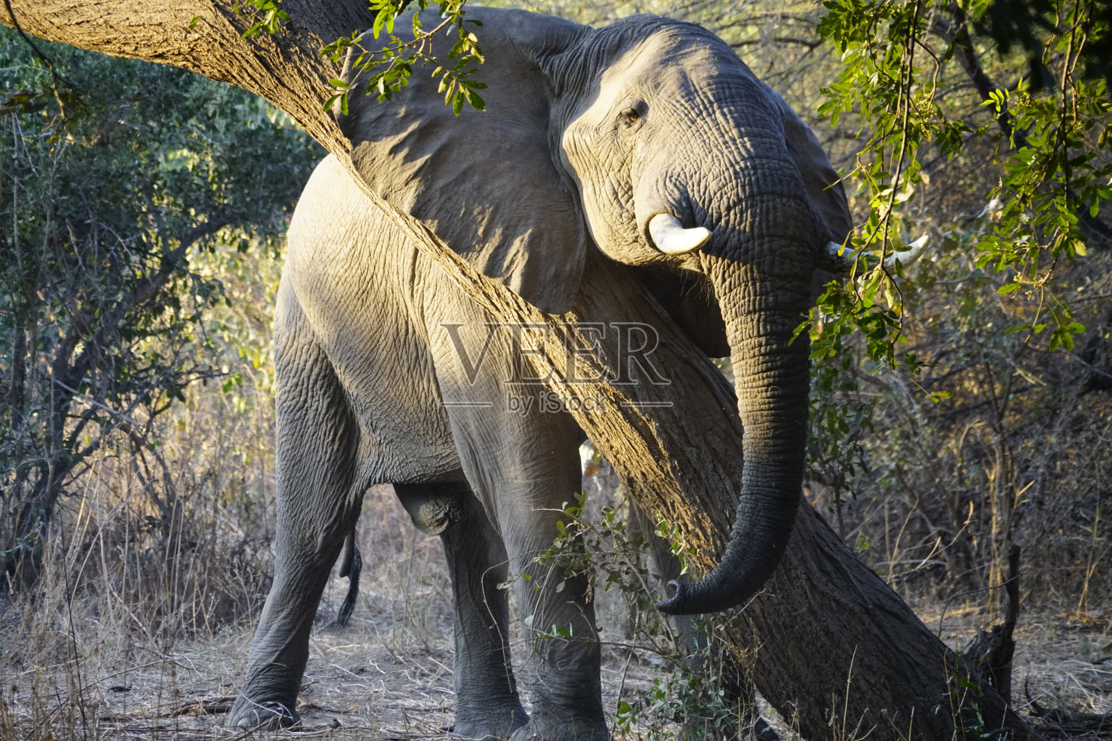 赞比亚南卢安瓜国家公园的大象照片摄影图片