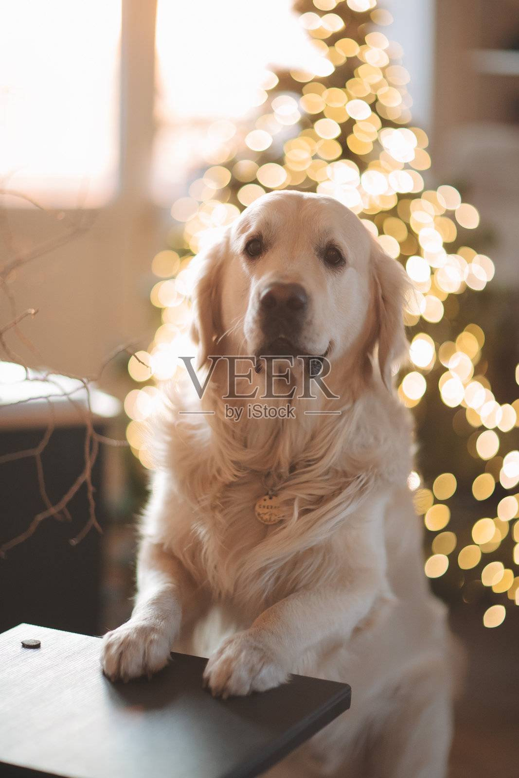 金毛猎犬在家里过圣诞节，有一棵圣诞树照片摄影图片
