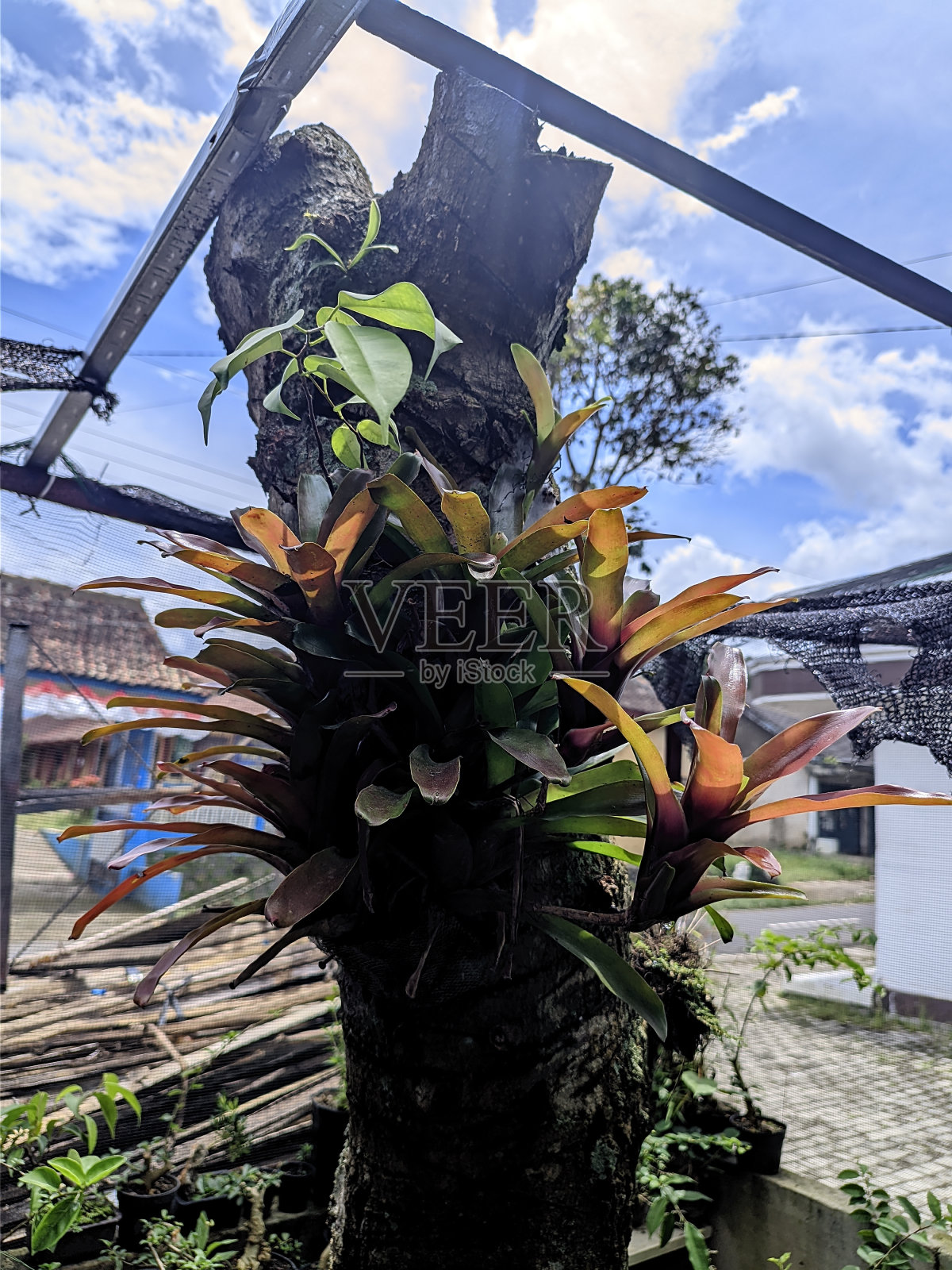 bromelia植物照片摄影图片