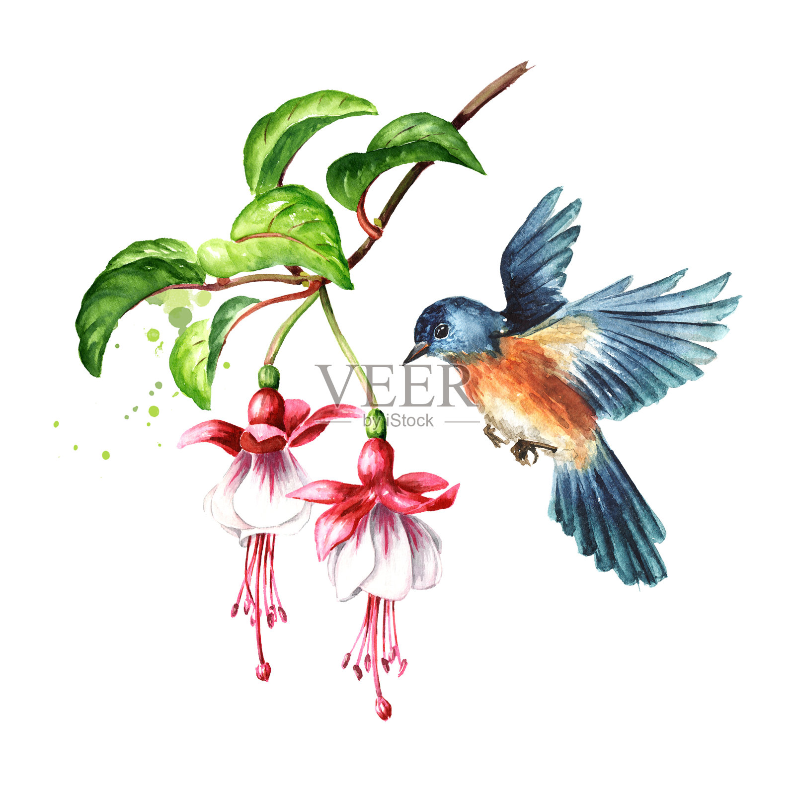 鸟坐在开花的紫红色树枝上，粉红色的花、芽和叶。手绘水彩插图，孤立在白色背景上插画图片素材