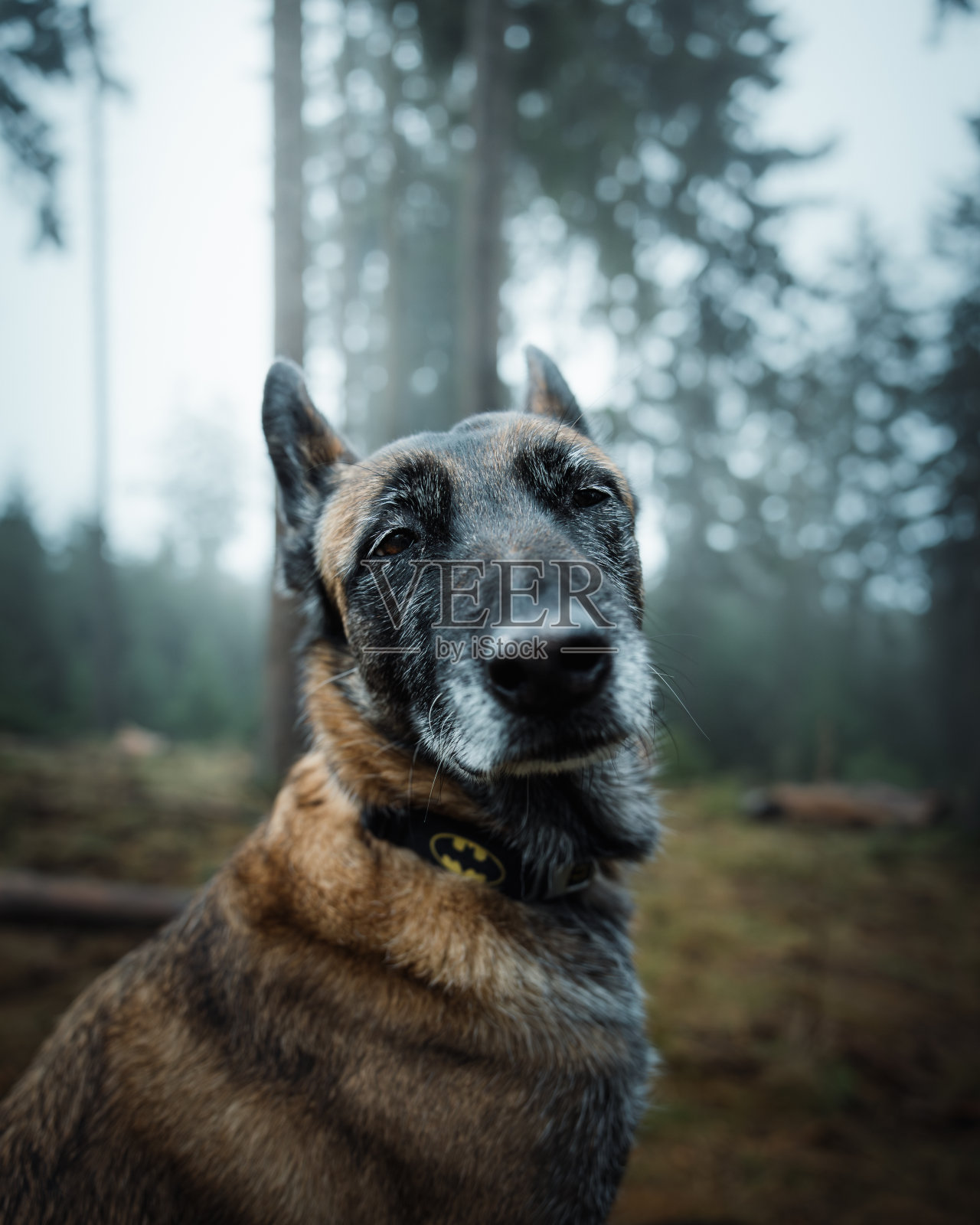 一只好奇的狗在树林里凝视着下面一个有趣的物体照片摄影图片