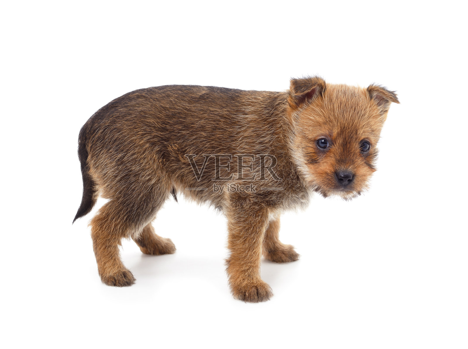 一只棕色的小狗。照片摄影图片