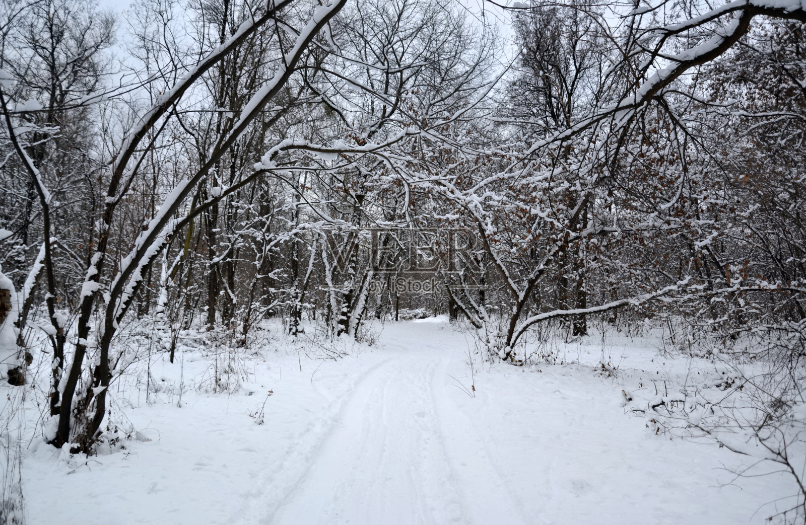 暴风雪后的公园照片摄影图片