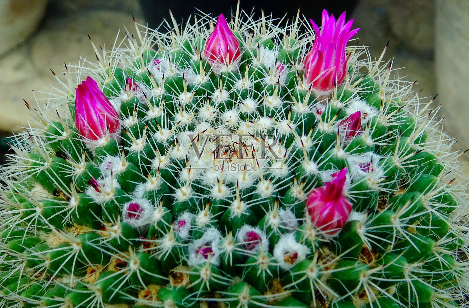 特写，仙人掌属开花植物照片摄影图片