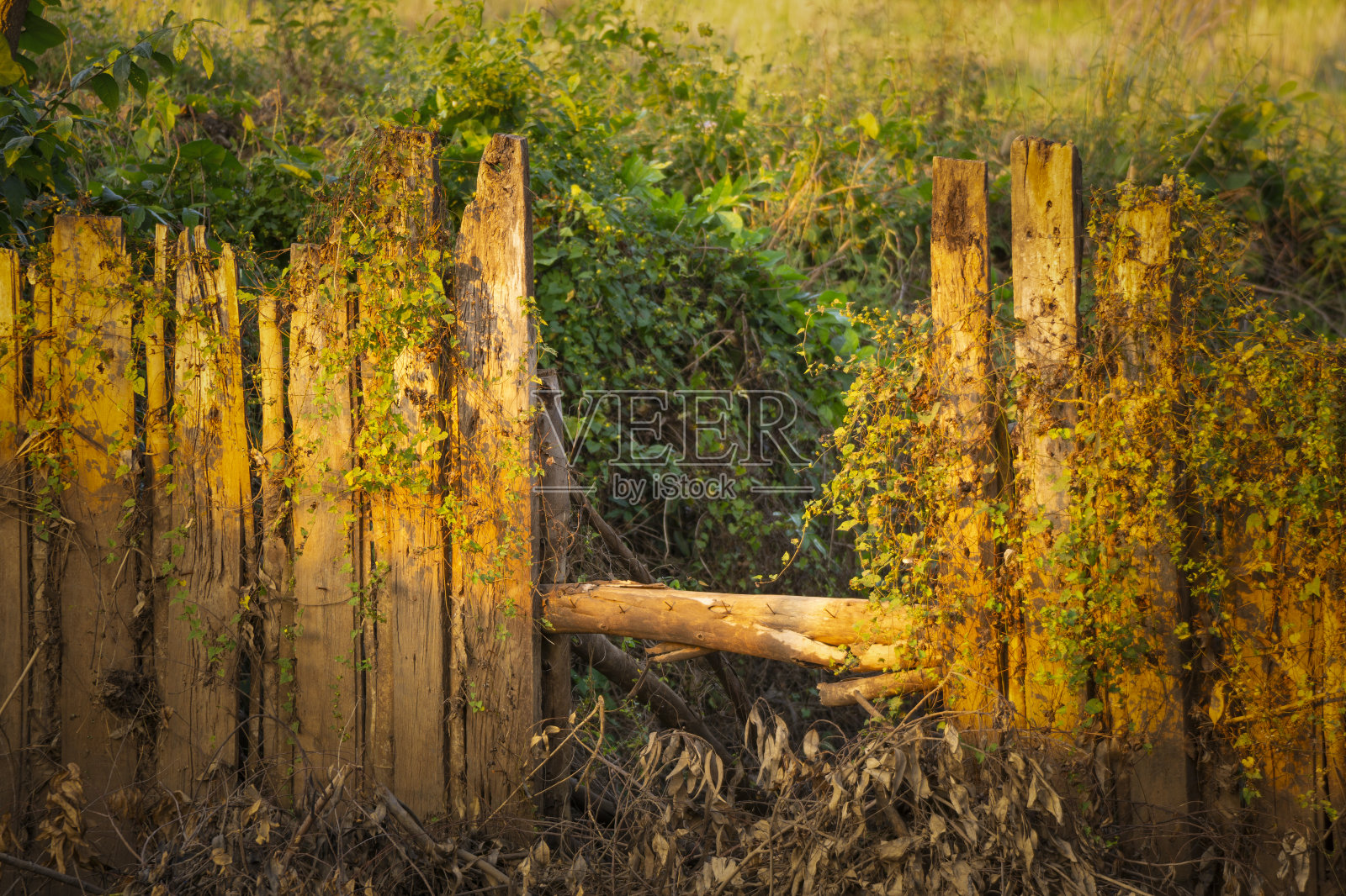 为雨季捕鱼而建的旧木坝照片摄影图片