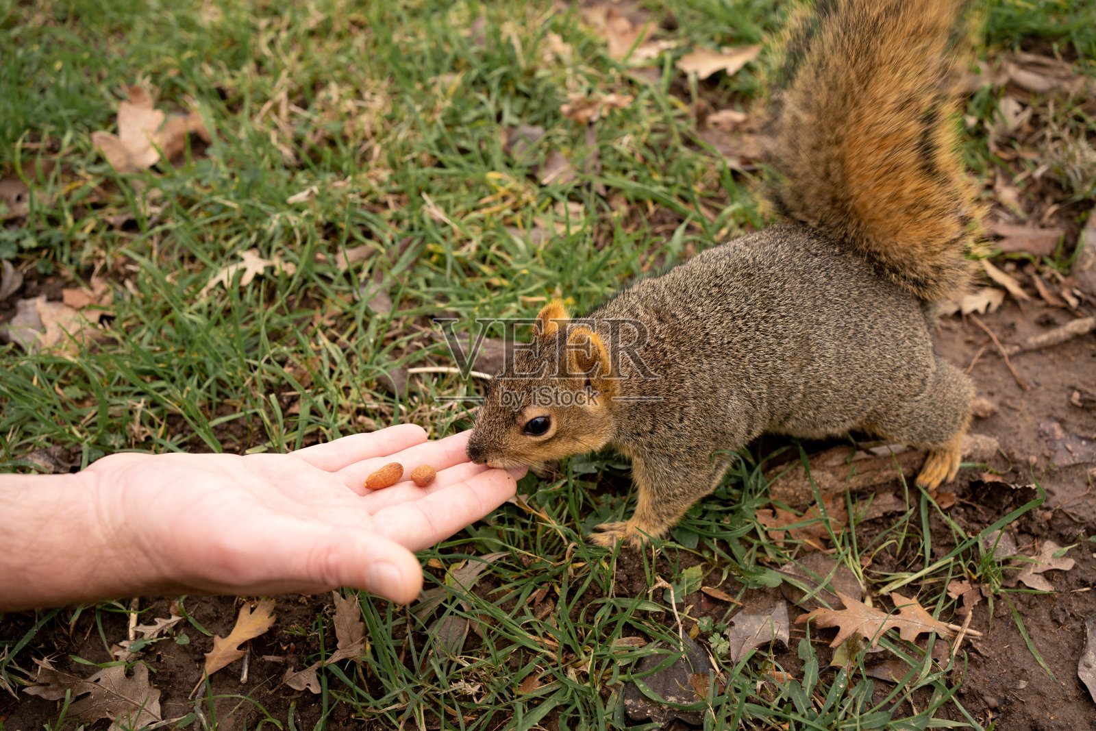 喂养毛茸茸的朋友照片摄影图片