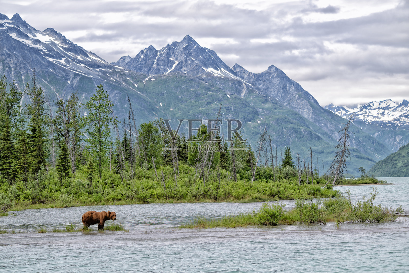 美国阿拉斯加州新月湖的灰熊照片摄影图片