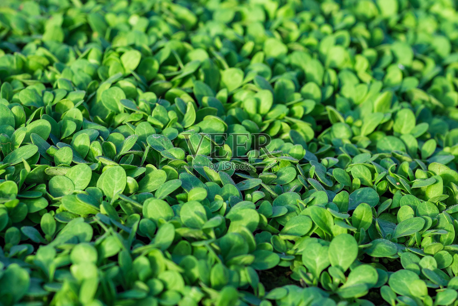 3月底在温室里采集的盒装和盒装秧苗照片摄影图片