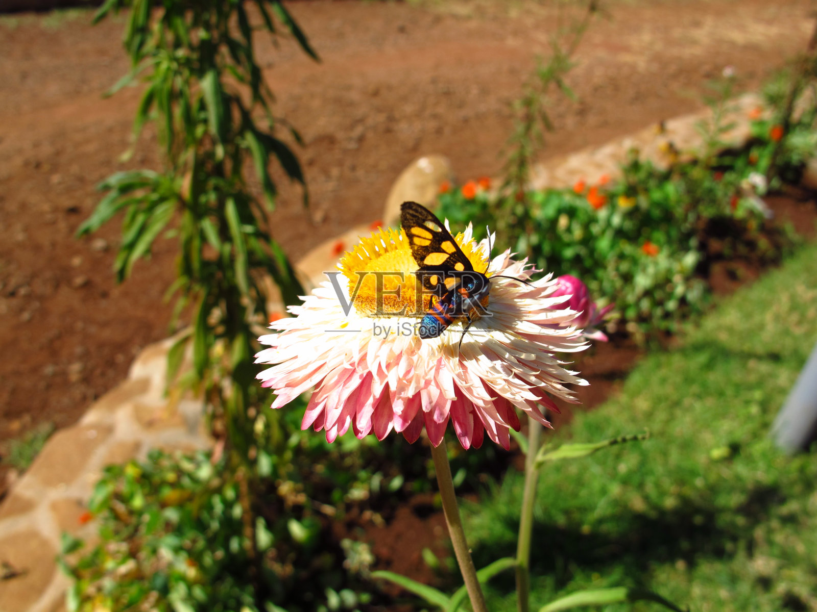 非洲埃塞俄比亚塔纳湖巴赫尔达尔的花朵照片摄影图片