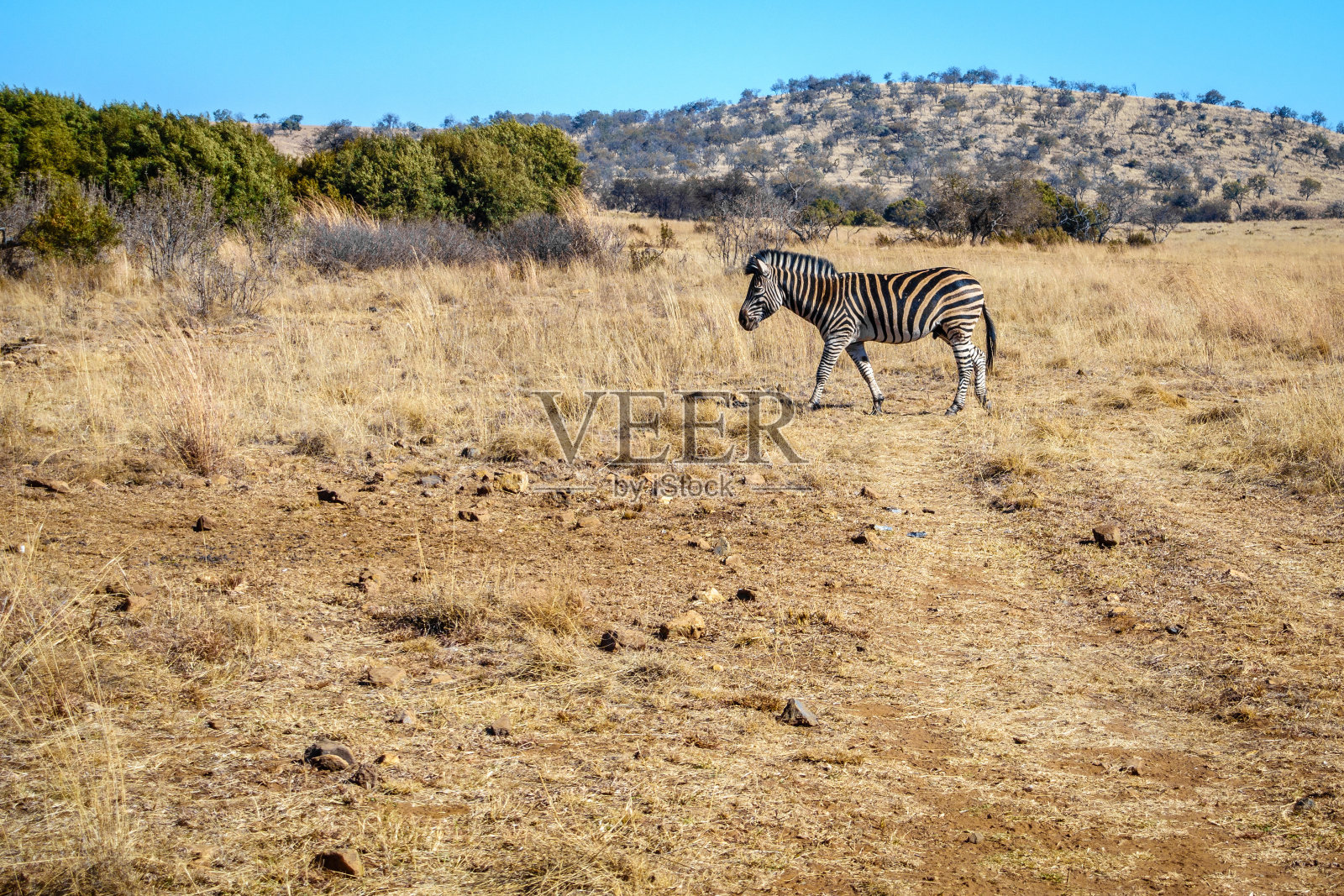 豪登省的野生动物保护区照片摄影图片