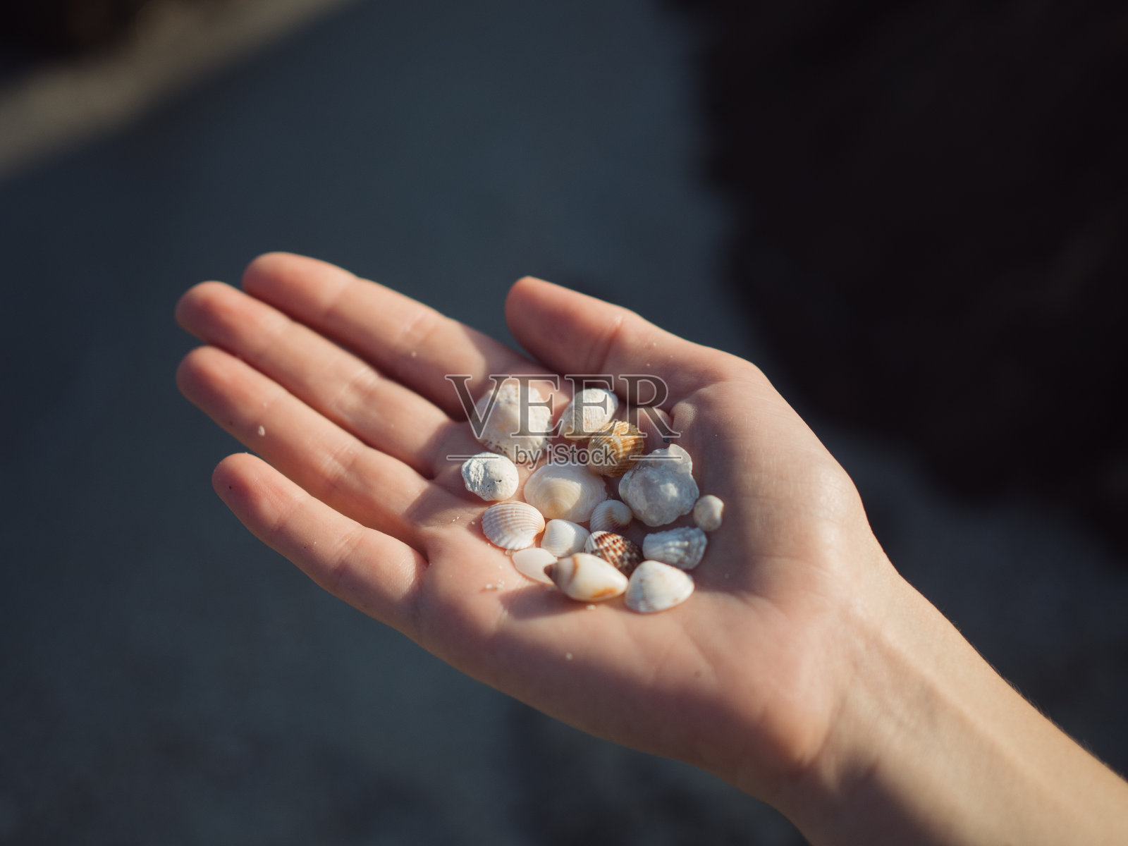 在黑暗的沙滩和岩石背景下，一位阳光明媚的女性手拿着美丽精致的贝壳的水平特写。照片摄影图片