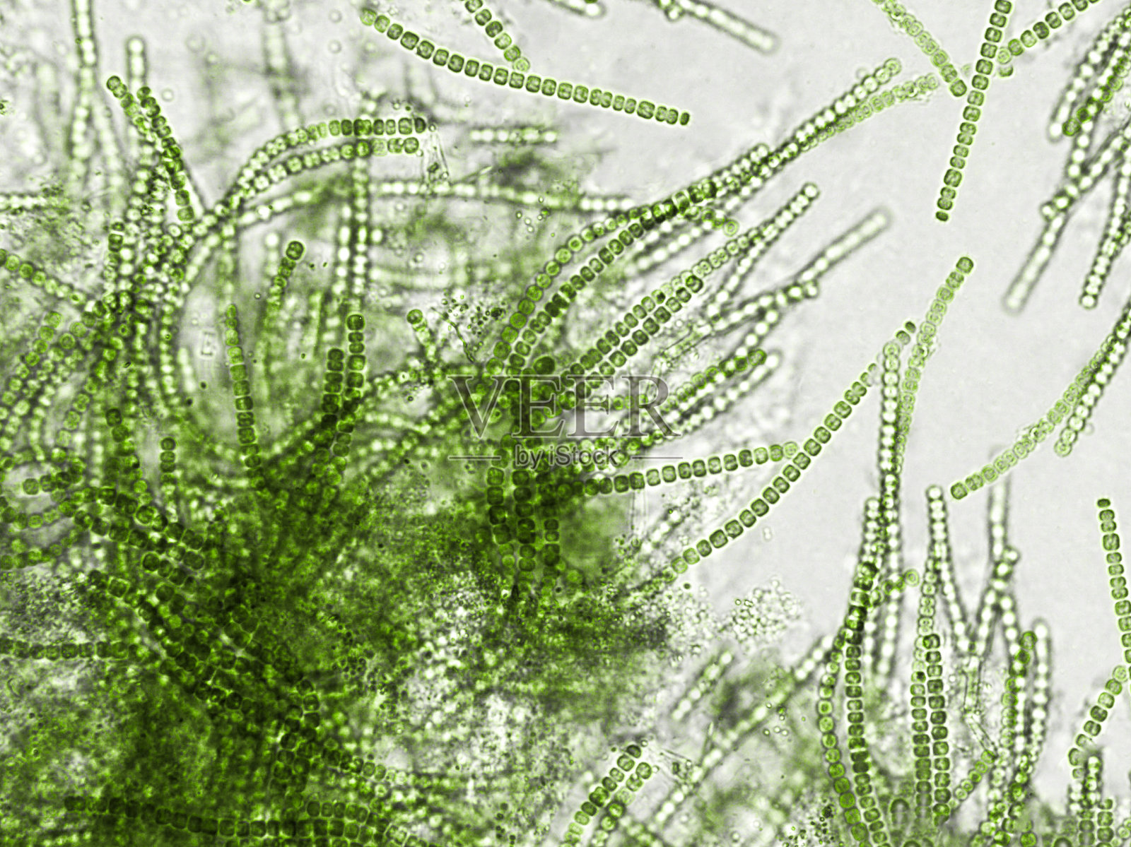 益生菌，白色背景的细菌。细菌和微生物。微观益生菌，细菌菌群照片摄影图片