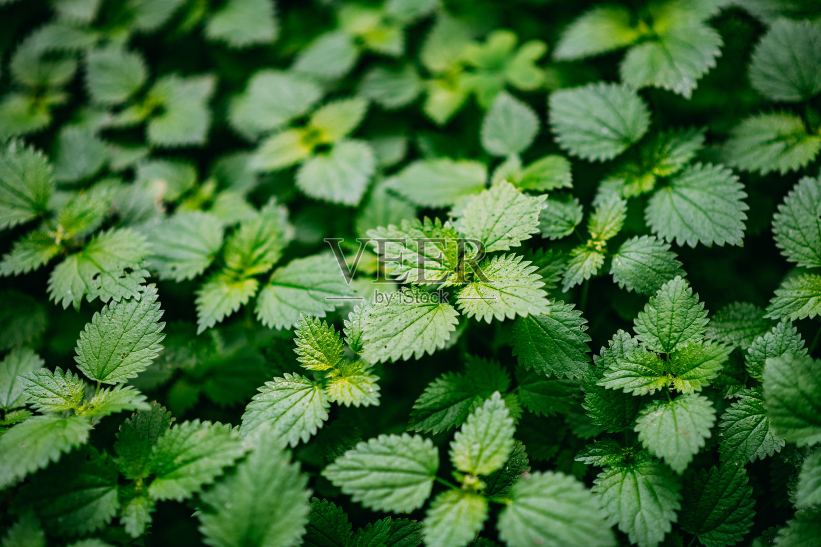 近距离荨麻背景照片摄影图片