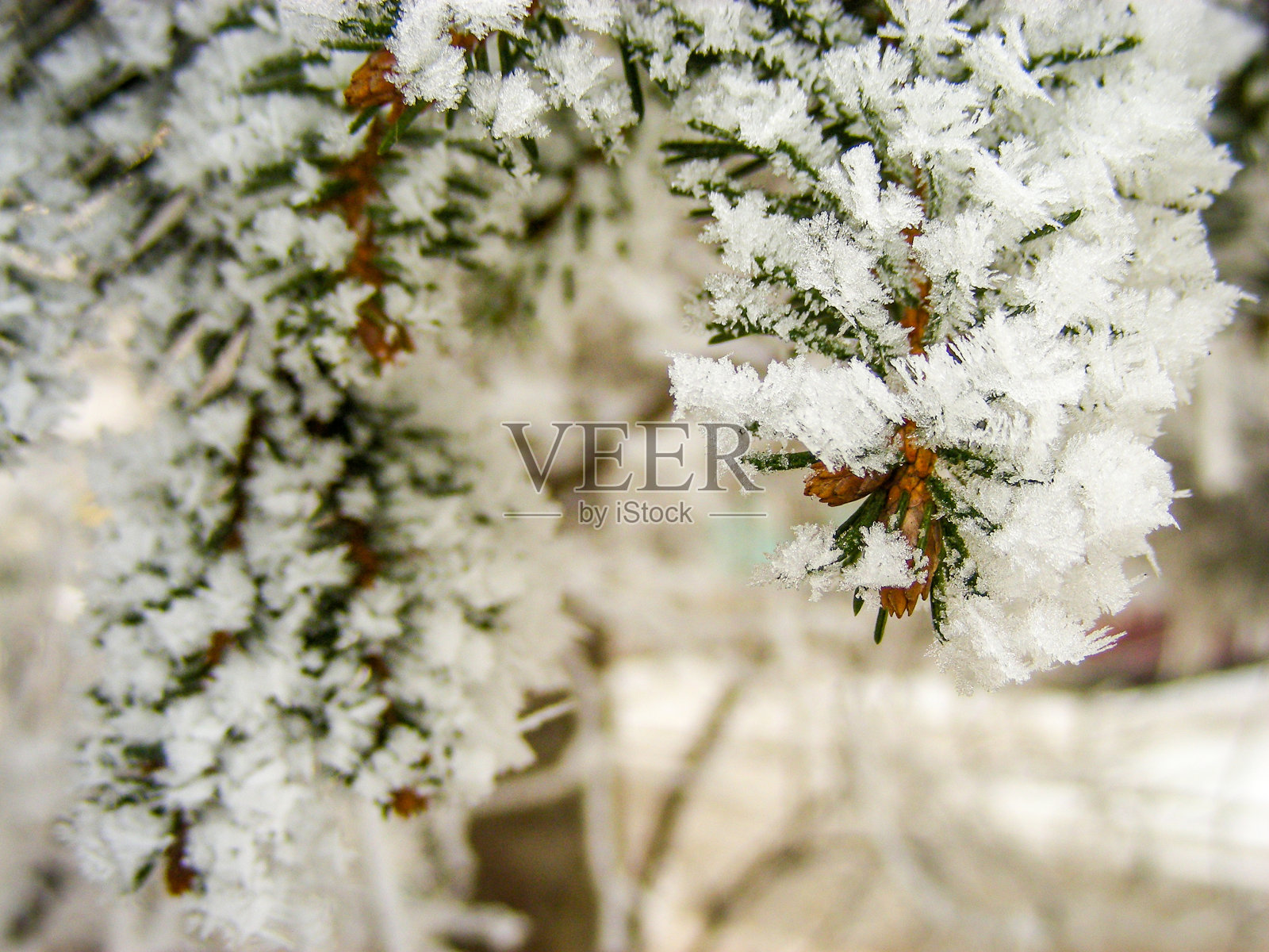 霜霜生命#4照片摄影图片