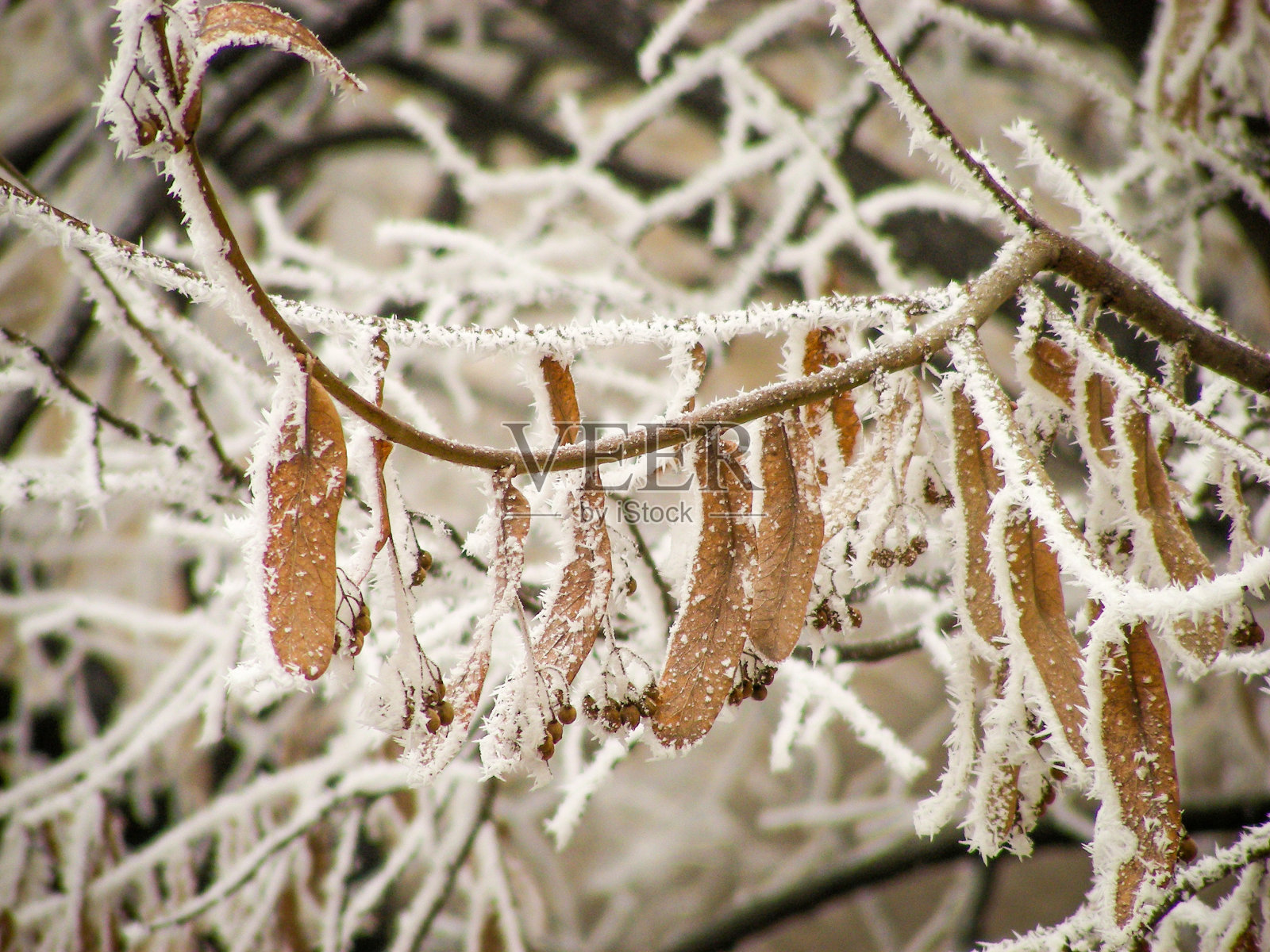 霜霜生活#2照片摄影图片